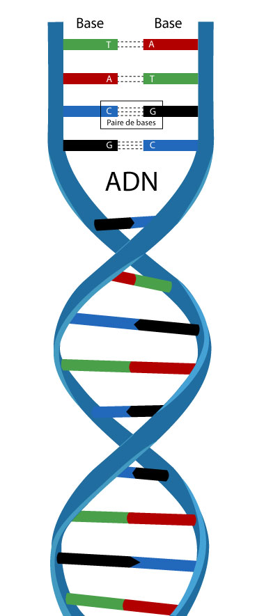 Test ADN autosomique - Qu'est-ce que c'est et que vous dit-il?