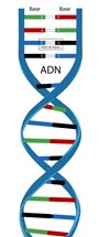 Image 1 : L'ADN et ses bases. Adapté de National Human Genome Research Institute