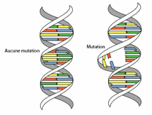 Image 3 : Mutation. Adapté de Wikimedia Commons
